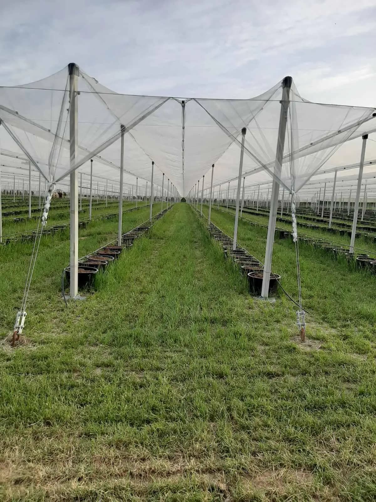 Fratelli M-Agro — voćnjak
